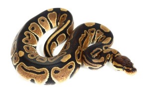 Python regius, het. clown